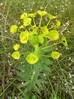 Euphorbia nicaeensis2.jpg