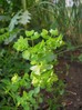 Euphorbia peplus.jpg