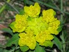 Euphorbia_epithymoides2.jpg
