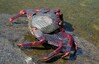 Ime datoteke: Grapsus adscensionis2 Calheta15.4.25b.jpg
Velikost datoteke: 486kB
Dimenzija: 1100x714
Datum objave: May 09, 2025 Grapsus adscensionis2 Calheta15.4.25b.jpg