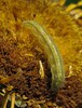 Ime datoteke: Heliothis peltigera.jpg
Velikost datoteke: 460kB
Dimenzija: 761x1000
Datum objave: July 07, 2025 Heliothis peltigera.jpg