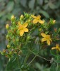 Hypericum tetrapterum24.jpg