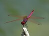 IMG_3669Trithemis annulata.jpg