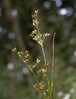 Juncus alpinoarticulatus24.jpg