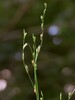 Juncus bufonius24.jpg