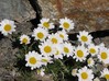 Leucanthemopsis alpina.jpg
