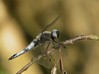 Libellula fulva.jpg