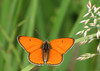 Lycaena dispar.jpg