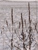 Lythrum salicaria09.jpg