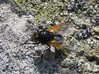 Mesembrina meridiana Kranjska reber 22.6.25.jpg