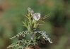 Neuracanthus aculeatus Dihamri Socotra 17.1.24b.jpg