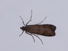Nomophila noctuella.jpg