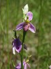 Ime datoteke: Ophrys apifera purpurata Bela krajina 31.5.25.jpg
Velikost datoteke: 222kB
Dimenzija: 750x1000
Datum objave: June 08, 2025 Ophrys apifera purpurata Bela krajina 31.5.25.jpg