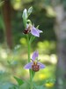 Ophrys apifera22.jpg