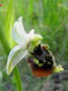 Ophrys holoserica čmrjeliko mačje uho.jpg