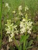 Orchis provincialis_S.jpg