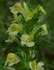 Pedicularis elongata Radovna 15.6.24c.jpg