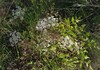 Peucedanum cervaria dragonja2.jpg