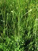Peucedanum cervaria tomacevo.jpg