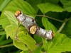 Ime datoteke: Phalera bucephala Dob 18.5.25b.jpg
Velikost datoteke: 313kB
Dimenzija: 1100x828
Datum objave: May 18, 2025 Phalera bucephala Dob 18.5.25b.jpg
