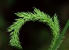 Ime datoteke: Phleum phleoides Bela krajina 31.5.25.jpg
Velikost datoteke: 325kB
Dimenzija: 1100x806
Datum objave: June 08, 2025 Phleum phleoides Bela krajina 31.5.25.jpg