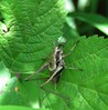 Pholidoptera griseoaptera Zbilje 9. 7. 25.jpg