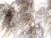 Phragmites australis17.jpg