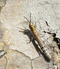 Physemophorus sokotranus Firmihin Socotra 21.1.24b.jpg