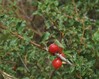 Prunus prostrata Biokovo 26.6.24.jpg