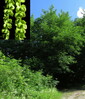 Pterocarya fraxinifolia22.jpg