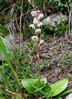 Pyrola rotundifolia.jpg