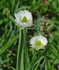Ranunculus kuepferi2.jpg
