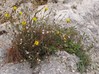 Reichardia picroides.jpg