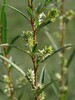Salix rosmarinifolia23.jpg