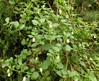 Salpichroa origanifolia.jpg