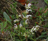 Salvia argentea1.jpg
