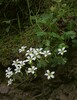 Saxifraga maderensis Currai das Freiras 16.4.25.jpg