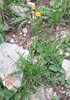 Scorzoneroides autumnalis Crnivec 30.7.25.jpg