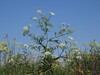 Sium latifolium22.jpg