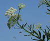 Sium latifolium22b.jpg
