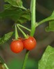 Solanum luteum.jpg