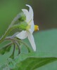 Solanum nigrum schultesii~0.jpg