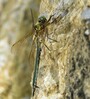 Somatochlora Korosak 29.6.25.jpg