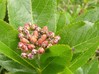 Sorbus chamaemespilus2.jpg