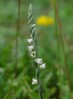 Spiranthes spiralis 24.jpg