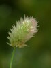 Trifolium arvense22.jpg