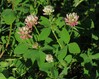 Trifolium hybridum Gradisko jezero 15.7.24.jpg