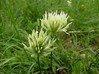 Trifolium ochroleucon.jpg