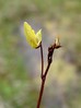 Utricularia minor.jpg