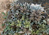 Wellstedia socotrana Firmihin Socotra 20.1.24.jpg